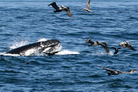 2009 04 05 Whales Santa Barbara
