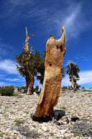 Bristlecone Pines Viewed on Drive to Patriarch Grove