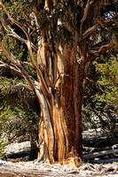 Bristlecone Pine Trunk