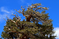 Bristlecone Pine Viewed on Drive to Patriarch Grove
