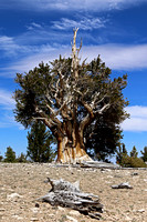 Bristlecone Pine Viewed on Drive to Patriarch Grove