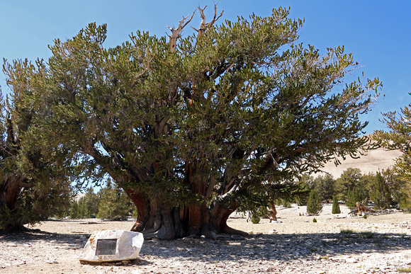Patriarch Tree in Patriarch Grove