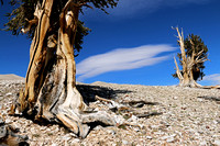 Bristlecone Pines Viewed in Patriarch Grove