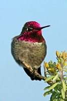 Anna's Hummingbird Male