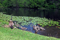 Canadian Geese at Paramecium Pond