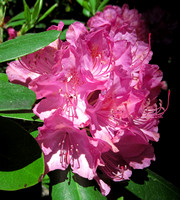 Wellesley College Rhododendron