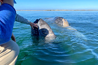 Magdalena Bay Gray Whale Trip March, 2023