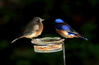 Western Bluebird Pair
