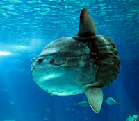 Ocean Sunfish in Central Tank