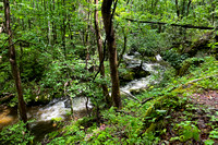 Trail View of Little River