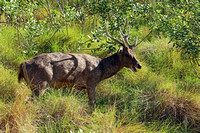 Padar Island Deer