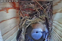 Female Bluebird Brooding Eggs