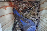 Bluebird Female on Nest