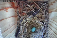 First Bluebird Egg