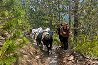 Pack Train Heading Down from Refuge Spilios Agapitos