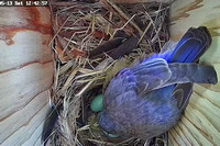 Female Bluebird Tending Eggs
