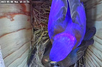Male Bluebird Brings Female a Mealworm