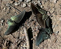 Swallowtail Butterflies