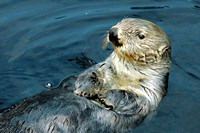 California Sea Otter at Lisbon Aquarium
