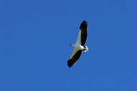 White-Bellied Sea Eagle Soaring Overhead
