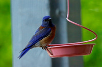 Bluebird Male on Patio Mealworm Tray