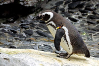 Magellanic Penguin at Lisbon Aquarium