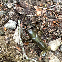 Crayfish on Middle Prong Trail