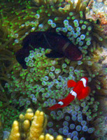 Spinecheek Anemonefish
