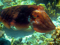 Cuttlefish:  Tinabo Island Snorkel, March 4, 2016