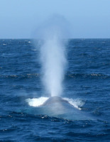 2007-09-15 Whales Santa Barbara CA