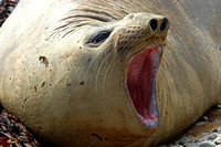 Sea Lions, Elephant Seals and Leopard Seal