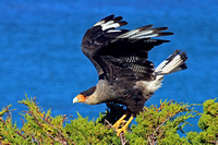 Other Falkland Island Birds