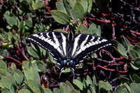 Swallowtail Butterfly Near Los Pinos Peak