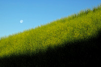 Moon Set Early Morning Over Black Mustard in Weir Canyon