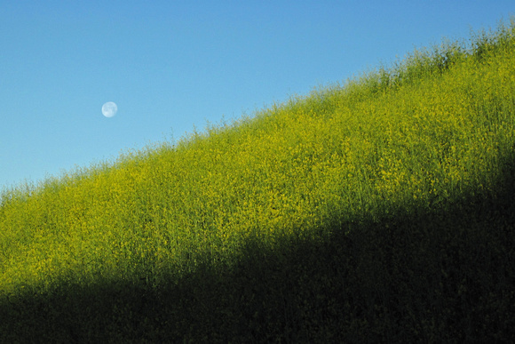 Moon Set Early Morning Over Black Mustard in Weir Canyon