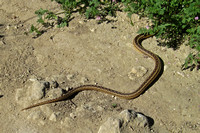 Snake Crossing Trail in Santiago Oaks