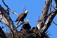 Bald Eagle Nest 2021-04-04