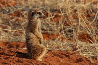 Meerkat warming up in the sun and looking for threats.