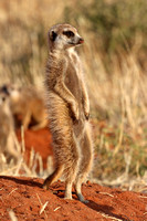 Meerkats balance with their tails when standing upright.