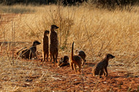 Then, as if on cue, the meerkats leave the burrow and start to hunt.