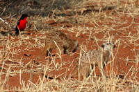 Hunting meerkats are joined by a crimson-breasted shrike.