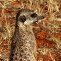 This meerkat unearthed a large grub and offered it to a youngster.