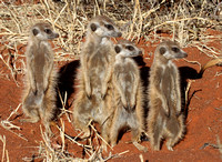 Tswalu Meerkats
