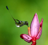 Booted Racket-tail