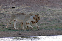 Young Lionesses Approaching Waterhole