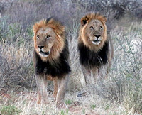 Tswalu Lions