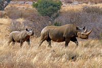 Tswalu Black Rhinoceros