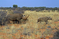 Black Rhino and Calf