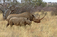 Black rhinoceros are critically endangered due to poaching.