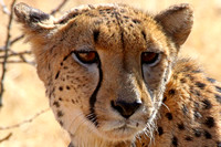 Tswalu Cheetah